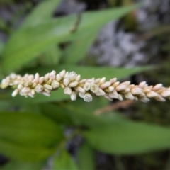 Persicaria lapathifolia (Pale Knotweed) at Cook, ACT - 2 Jan 2018 by CathB