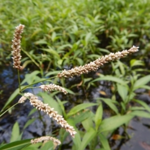 Persicaria lapathifolia at Cook, ACT - 3 Jan 2018