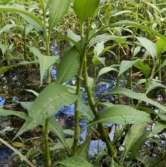 Persicaria lapathifolia at Cook, ACT - 3 Jan 2018