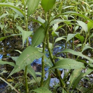 Persicaria lapathifolia at Cook, ACT - 3 Jan 2018