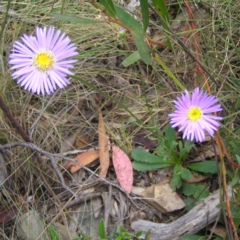 Brachyscome spathulata (Coarse Daisy, Spoon-leaved Daisy) at Booth, ACT - 31 Dec 2017 by MatthewFrawley