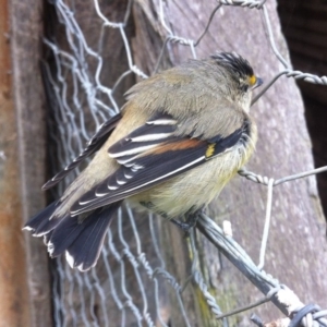 Pardalotus striatus at Symonston, ACT - 9 Apr 2014