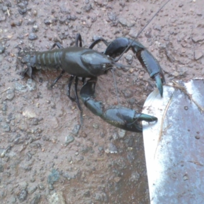 Cherax destructor (Common Yabby) at Symonston, ACT - 2 Dec 2010 by CallumBraeRuralProperty