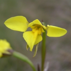 Diuris monticola (Highland Golden Moths) at Booth, ACT - 31 Dec 2017 by MatthewFrawley