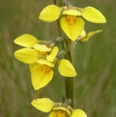 Diuris monticola at Booth, ACT - suppressed