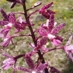 Dipodium punctatum (Blotched Hyacinth Orchid) at Mount Taylor - 3 Jan 2018 by RosemaryRoth