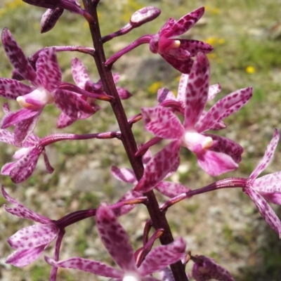 Dipodium punctatum (Blotched Hyacinth Orchid) at Mount Taylor - 3 Jan 2018 by RosemaryRoth