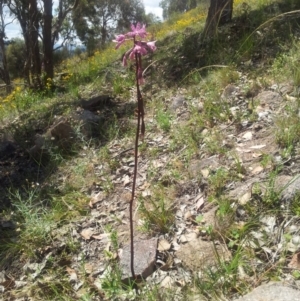 Dipodium punctatum at Pearce, ACT - 3 Jan 2018