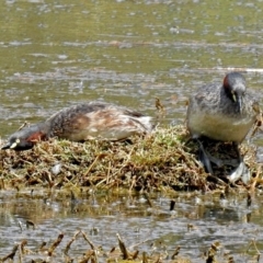 Tachybaptus novaehollandiae (Australasian Grebe) at Jerrabomberra Wetlands - 3 Jan 2018 by RodDeb