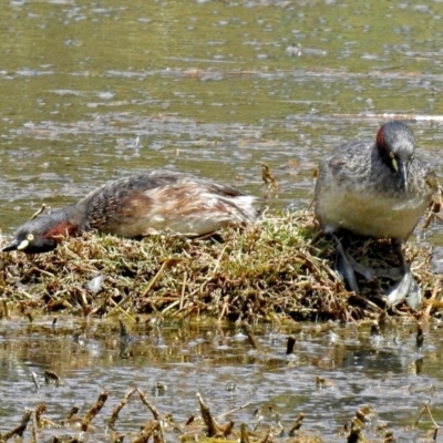 Tachybaptus novaehollandiae (Australasian Grebe) at Fyshwick, ACT - 2 Jan 2018 by RodDeb