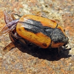 Chondropyga dorsalis (Cowboy beetle) at Fyshwick, ACT - 3 Jan 2018 by RodDeb