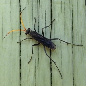 Pompilidae (family) at Fyshwick, ACT - 3 Jan 2018 11:03 AM