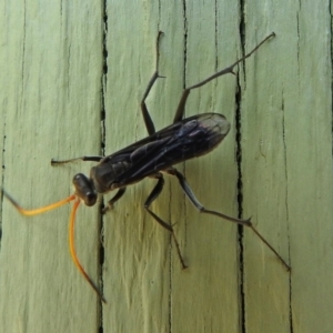 Pompilidae (family) at Fyshwick, ACT - 3 Jan 2018 11:03 AM