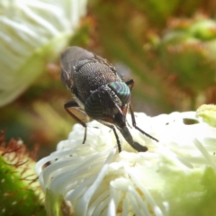 Stomorhina sp. (genus) (Snout fly) at Wandiyali-Environa Conservation Area - 3 Jan 2018 by Wandiyali