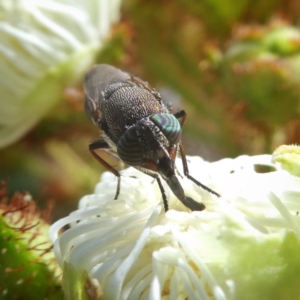 Stomorhina sp. (genus) at Googong, NSW - 3 Jan 2018