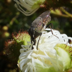 Stomorhina sp. (genus) at Googong, NSW - 3 Jan 2018