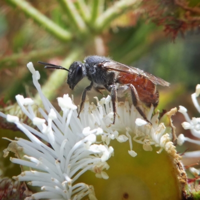 Lasioglossum (Parasphecodes) sp. (genus & subgenus) (Halictid bee) at Googong, NSW - 3 Jan 2018 by Wandiyali
