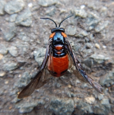 Lophyrotoma interrupta (Cattle Poisoning Sawfly) at Belconnen, ACT - 3 Jan 2018 by CathB