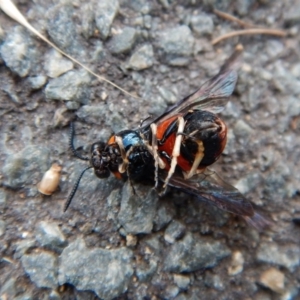 Lophyrotoma interrupta at Belconnen, ACT - 3 Jan 2018 06:25 PM