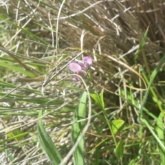 Polygala japonica (Dwarf Milkwort) at Rendezvous Creek, ACT - 22 Dec 2017 by gregbaines