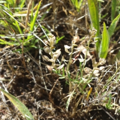 Lepidium ginninderrense (Ginninderra Peppercress) at Budjan Galindji (Franklin Grassland) Reserve - 7 Dec 2017 by gregbaines