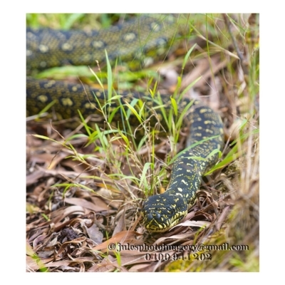 Morelia spilota spilota (Diamond Python) at Bald Hills, NSW - 31 Dec 2017 by JulesPhotographer