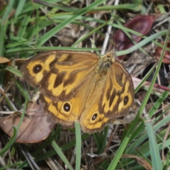 Heteronympha merope (Common Brown Butterfly) at Googong, NSW - 3 Jan 2018 by Wandiyali