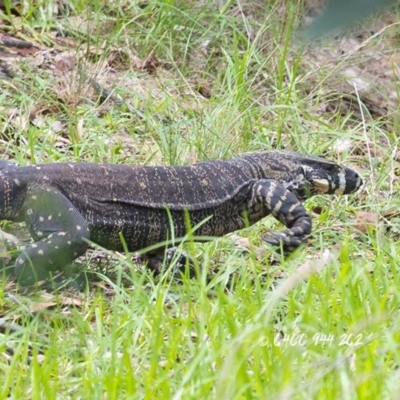 Varanus varius (Lace Monitor) at Bald Hills, NSW - 30 Dec 2017 by JulesPhotographer