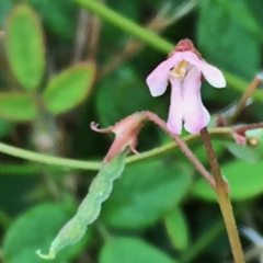 Grona varians (Slender Tick-Trefoil) at Googong, NSW - 4 Jan 2018 by Wandiyali