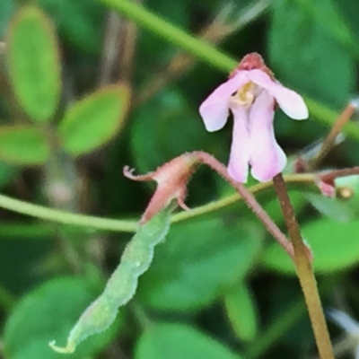 Grona varians (Slender Tick-Trefoil) at Googong, NSW - 4 Jan 2018 by Wandiyali