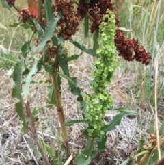 Rumex crispus (Curled Dock) at Googong, NSW - 3 Jan 2018 by Wandiyali