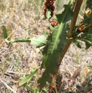 Rumex crispus at Googong, NSW - 3 Jan 2018