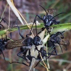 Sphecinae sp. (subfamily) (Unidentified Sand or Digger wasp) at Wandiyali-Environa Conservation Area - 3 Jan 2018 by Wandiyali