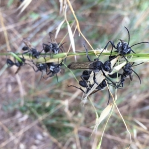 Sphecinae sp. (subfamily) at Googong, NSW - 4 Jan 2018