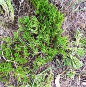 Scleranthus fasciculatus at Hughes, ACT - 4 Jan 2018 09:25 AM