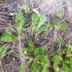 Scleranthus fasciculatus at Hughes, ACT - 4 Jan 2018 09:25 AM