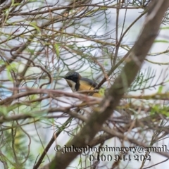 Acanthorhynchus tenuirostris (Eastern Spinebill) at Bald Hills, NSW - 31 Dec 2017 by JulesPhotographer