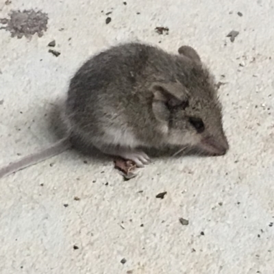 Sminthopsis murina (Common Dunnart) at Nanima, NSW - 6 Dec 2017 by 81mv