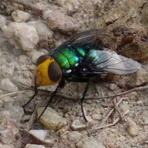 Amenia sp. (genus) at Paddys River, ACT - 4 Jan 2018