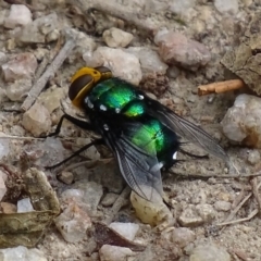 Amenia sp. (genus) at Paddys River, ACT - 4 Jan 2018 08:33 AM