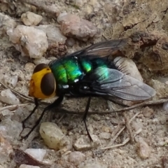 Amenia sp. (genus) at Paddys River, ACT - 4 Jan 2018