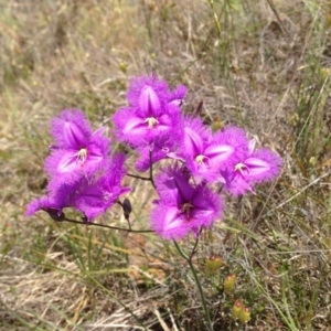 Thysanotus tuberosus subsp. tuberosus at Nanima, NSW - 30 Nov 2013