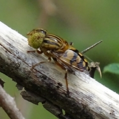 Eristalinus punctulatus (Golden Native Drone Fly) at Paddys River, ACT - 4 Jan 2018 by roymcd