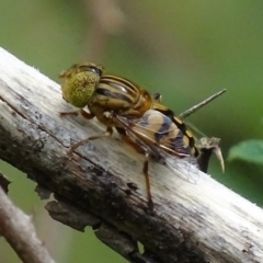 Eristalinus punctulatus (Golden Native Drone Fly) at Paddys River, ACT - 3 Jan 2018 by roymcd