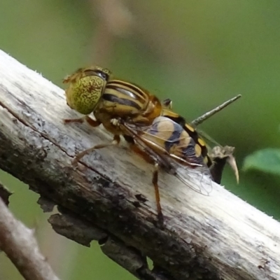 Eristalinus punctulatus (Golden Native Drone Fly) at Paddys River, ACT - 4 Jan 2018 by roymcd