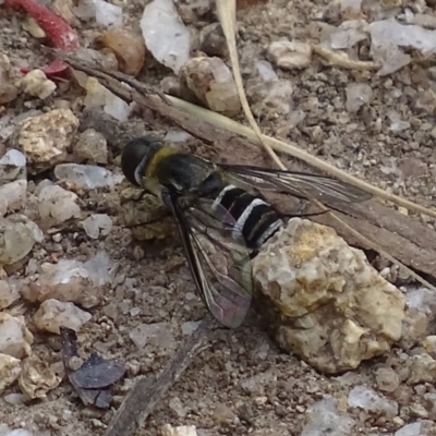 Villa sp. (genus) (Unidentified Villa bee fly) at Jedbinbilla - 3 Jan 2018 by roymcd