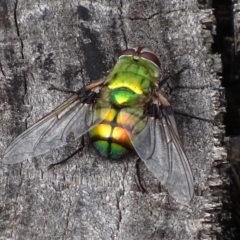 Rutilia (Chrysorutilia) formosa (A Bristle fly) at Paddys River, ACT - 4 Jan 2018 by roymcd