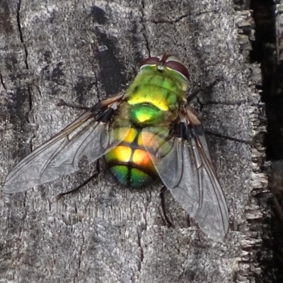 Rutilia (Chrysorutilia) formosa (A Bristle fly) at Paddys River, ACT - 3 Jan 2018 by roymcd