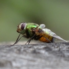 Rutilia (Chrysorutilia) formosa at Paddys River, ACT - 4 Jan 2018 09:12 AM