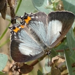 Jalmenus evagoras (Imperial Hairstreak) at Paddys River, ACT - 3 Jan 2018 by roymcd